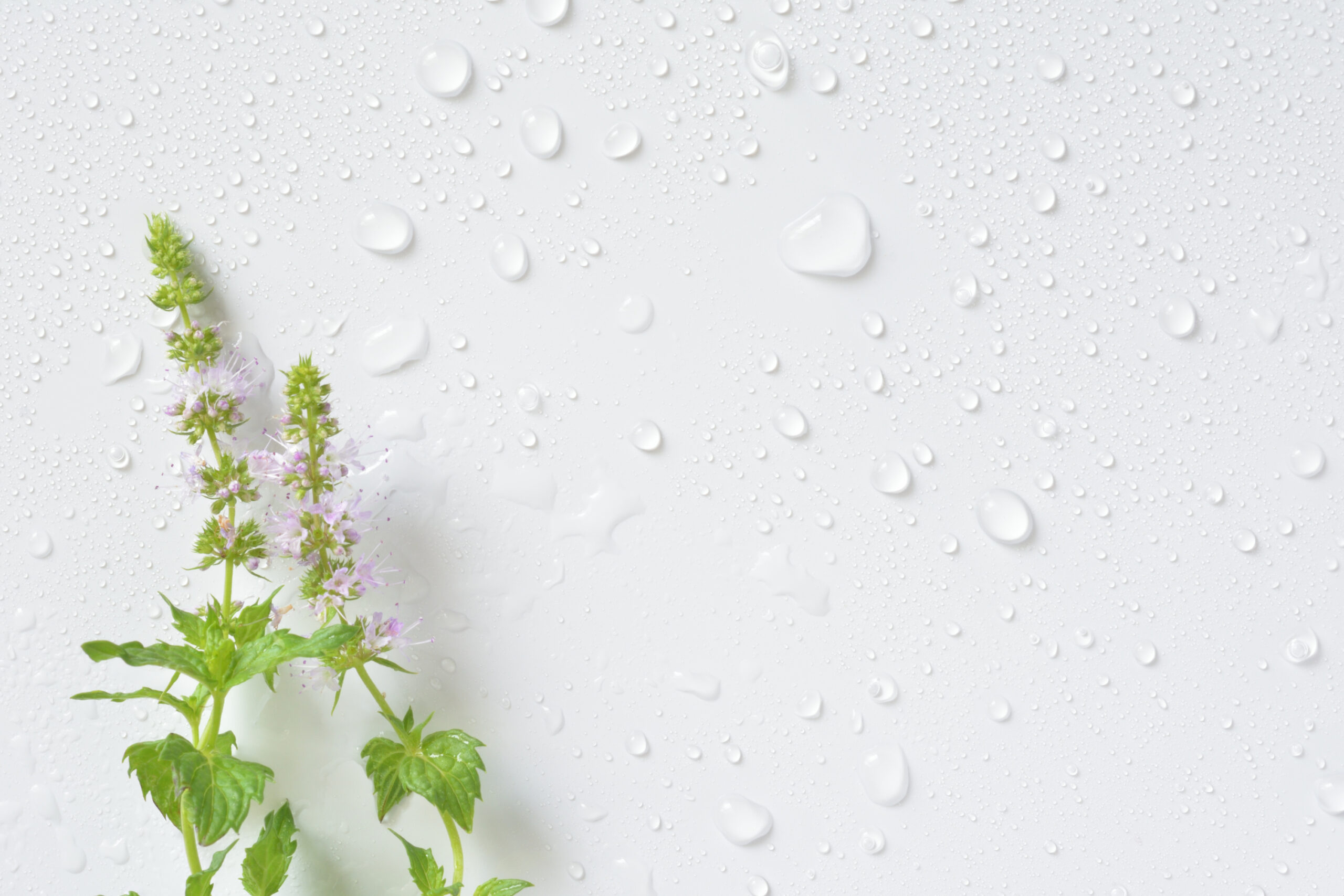 水滴と花の写真